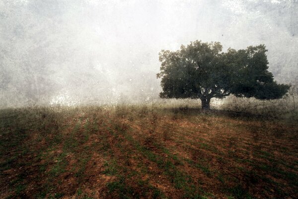 Landscape of a lonely tree in a field