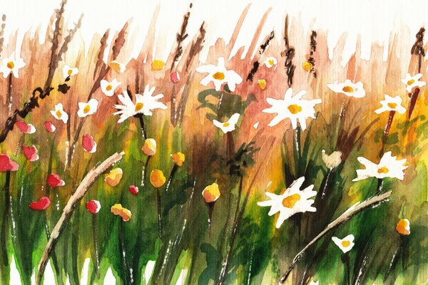 Daisies in a clearing painted with watercolor