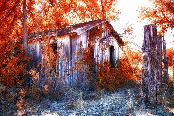 A house in the forest with red leaves