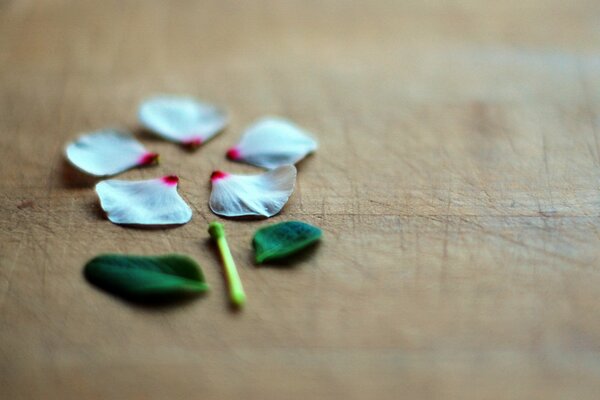 Fondo de flor verde y blanco