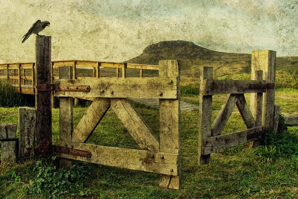 The raven sitting on the gate