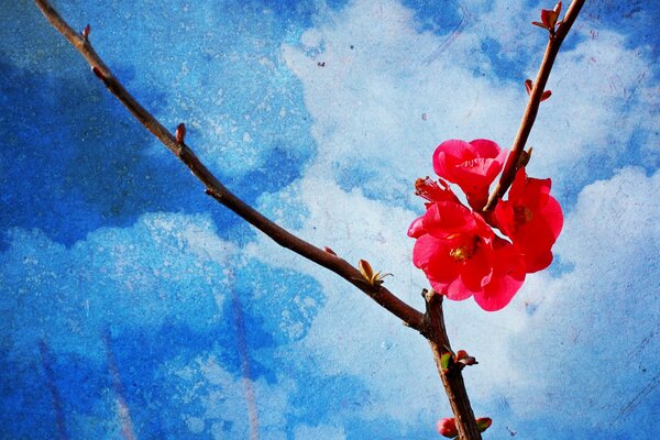 Rosafarbener Blütenzweig im Frühling