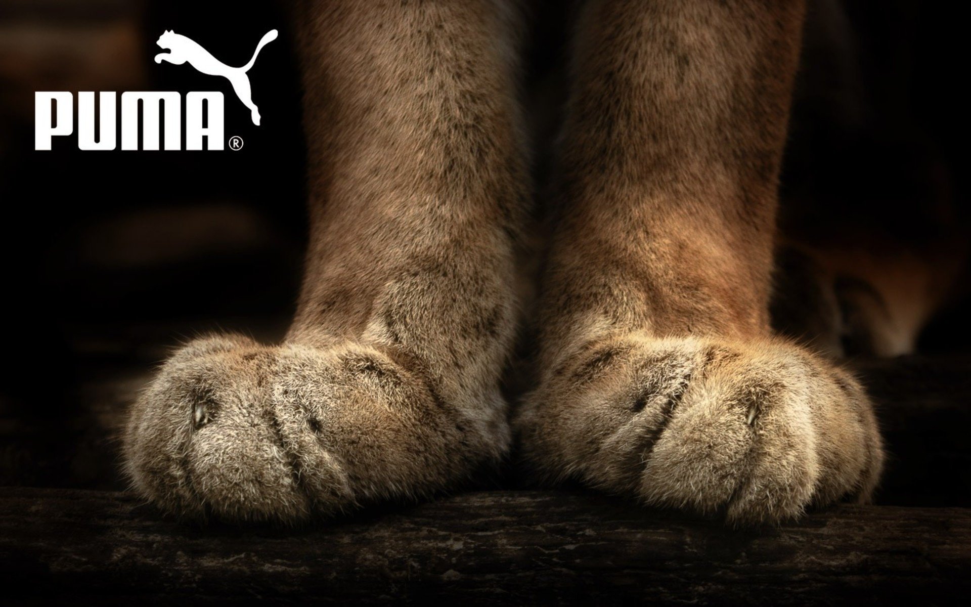 puma brand foot