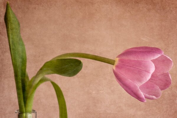 Schöne rosa Tulpe in einer Vase