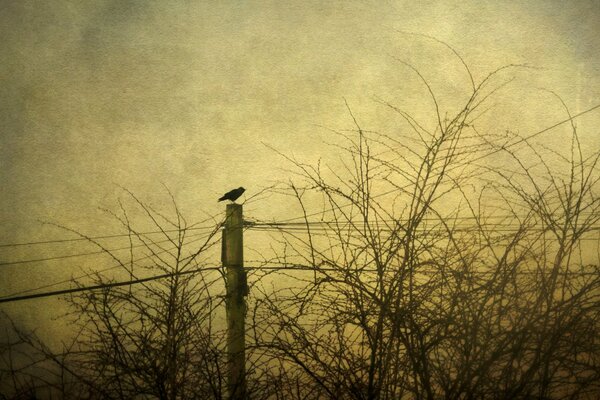 Pájaro solitario en un poste en la noche