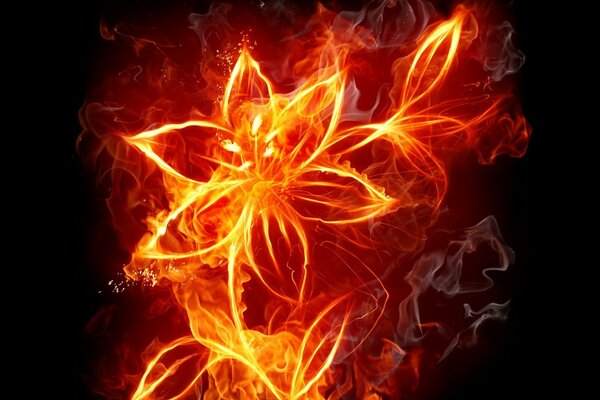 Fleur de feu sur fond sombre