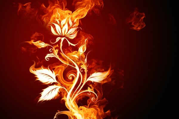 Image vectorielle de fleur de feu