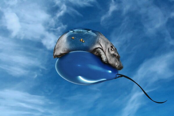 Hippopotame dans le ciel bleu sur la balle