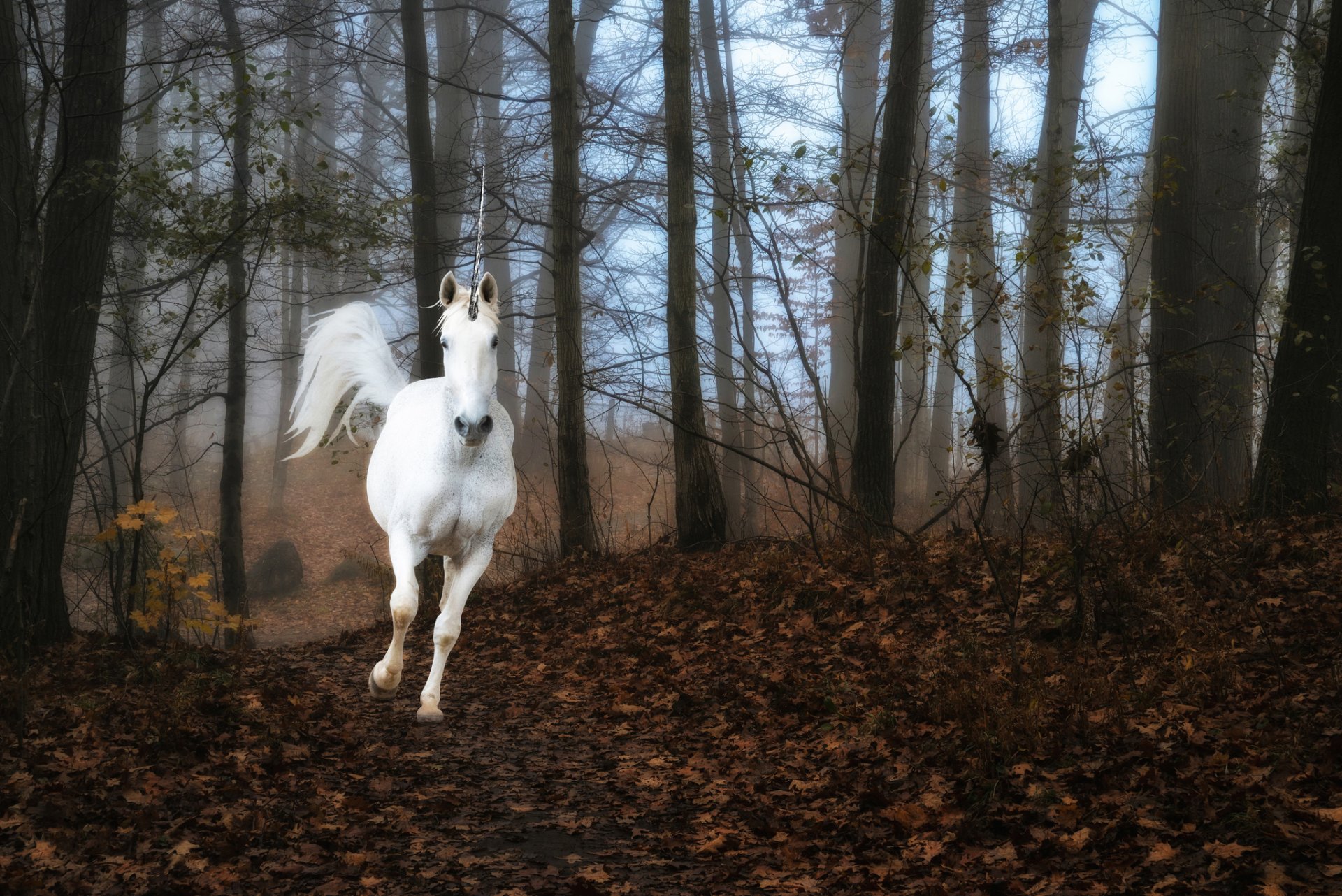 forêt brouillard licorne