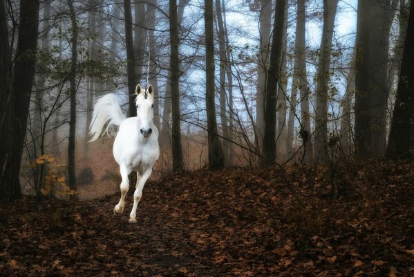 Ein Einhorn im Waldnebel läuft über den Boden