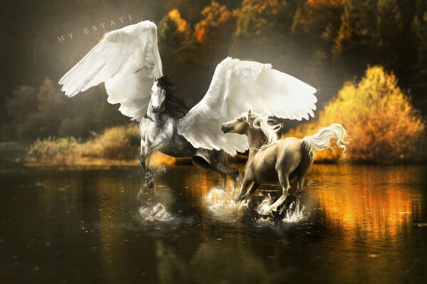 Fantastic picture of winged pegasus near the trees jumping on the water, their reflection splashes beautifully