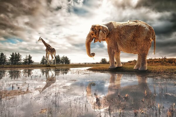 Giant Elephant przyjaciel żyrafa