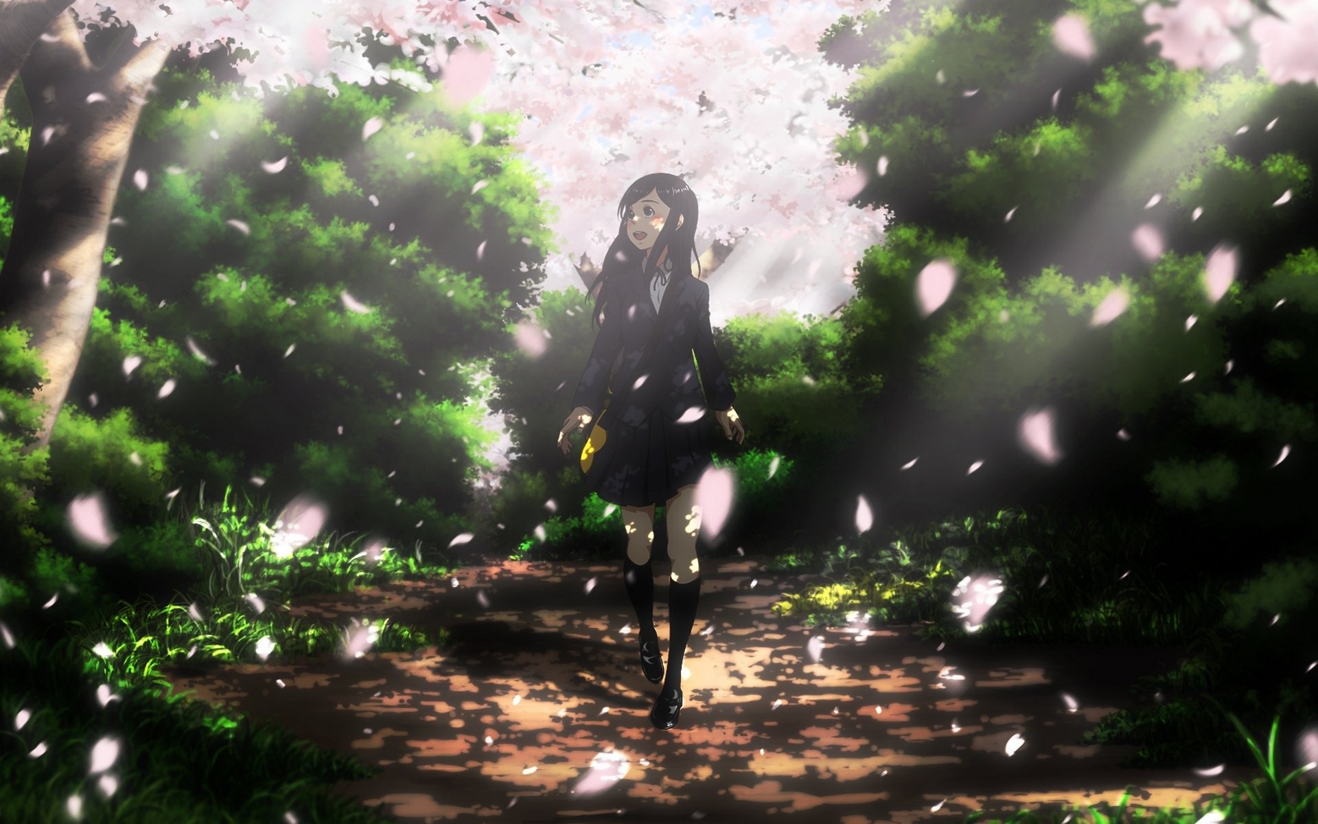 petals is walks sakura path