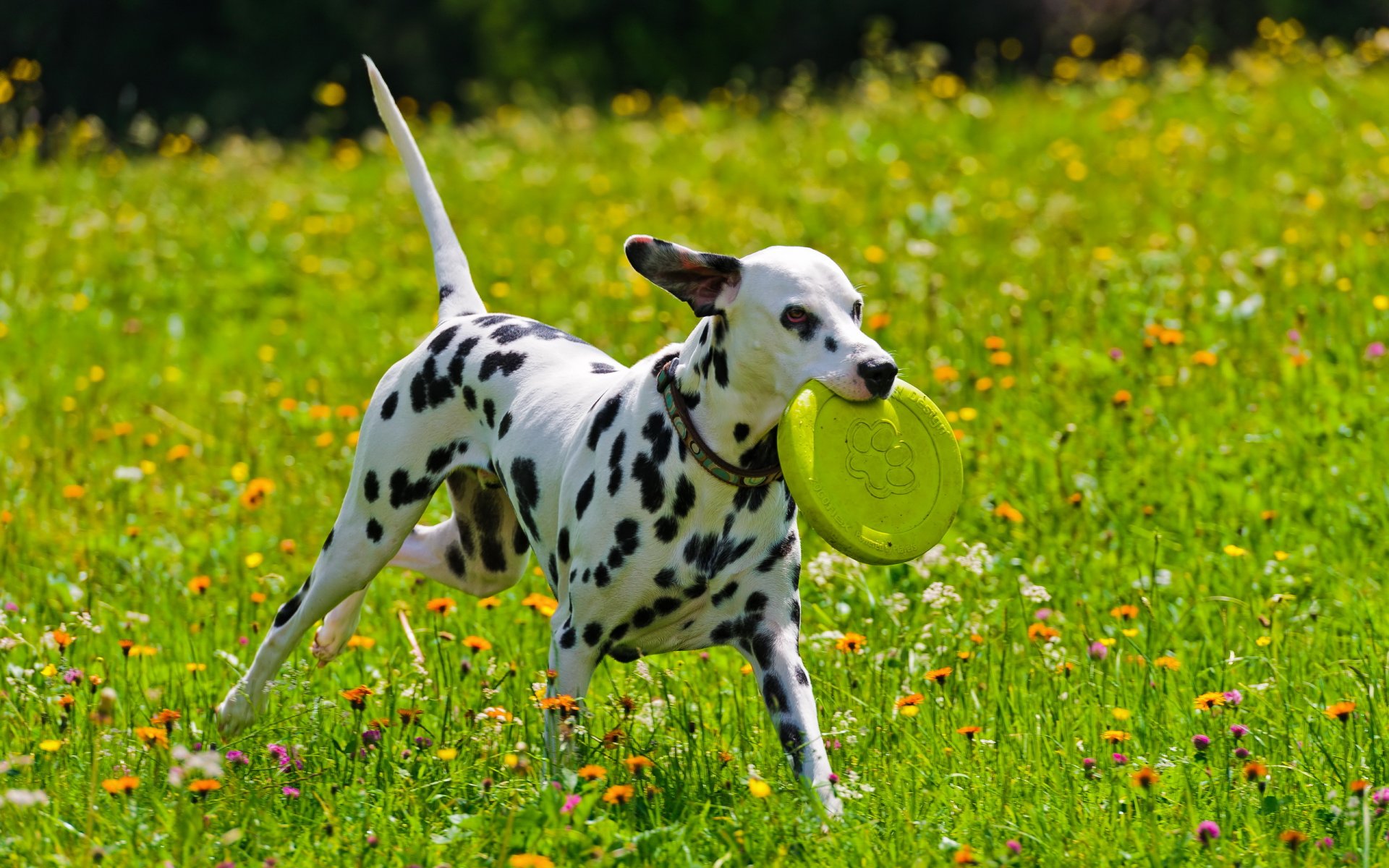 hund dalmatiner sommer