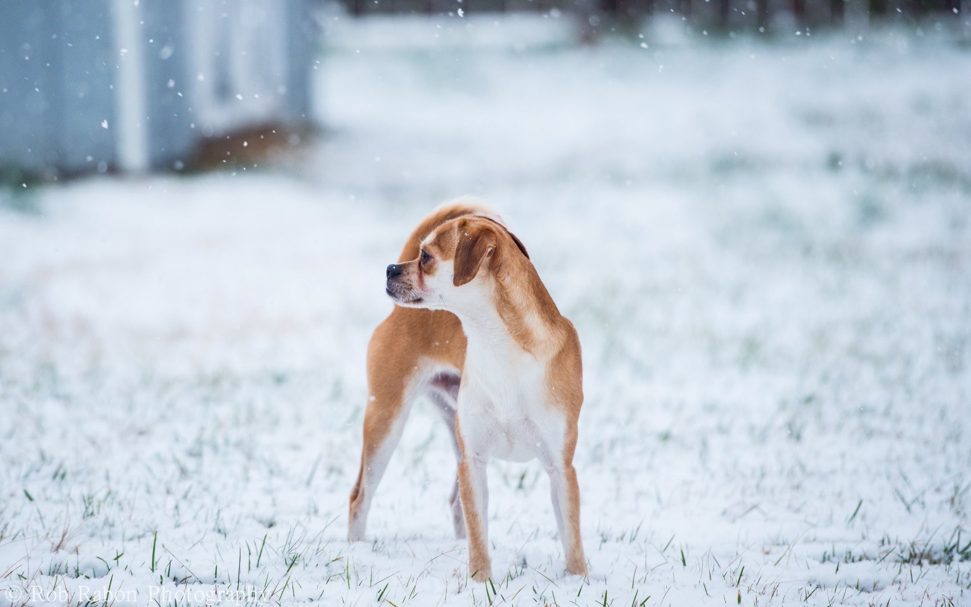 cane inverno sfondo