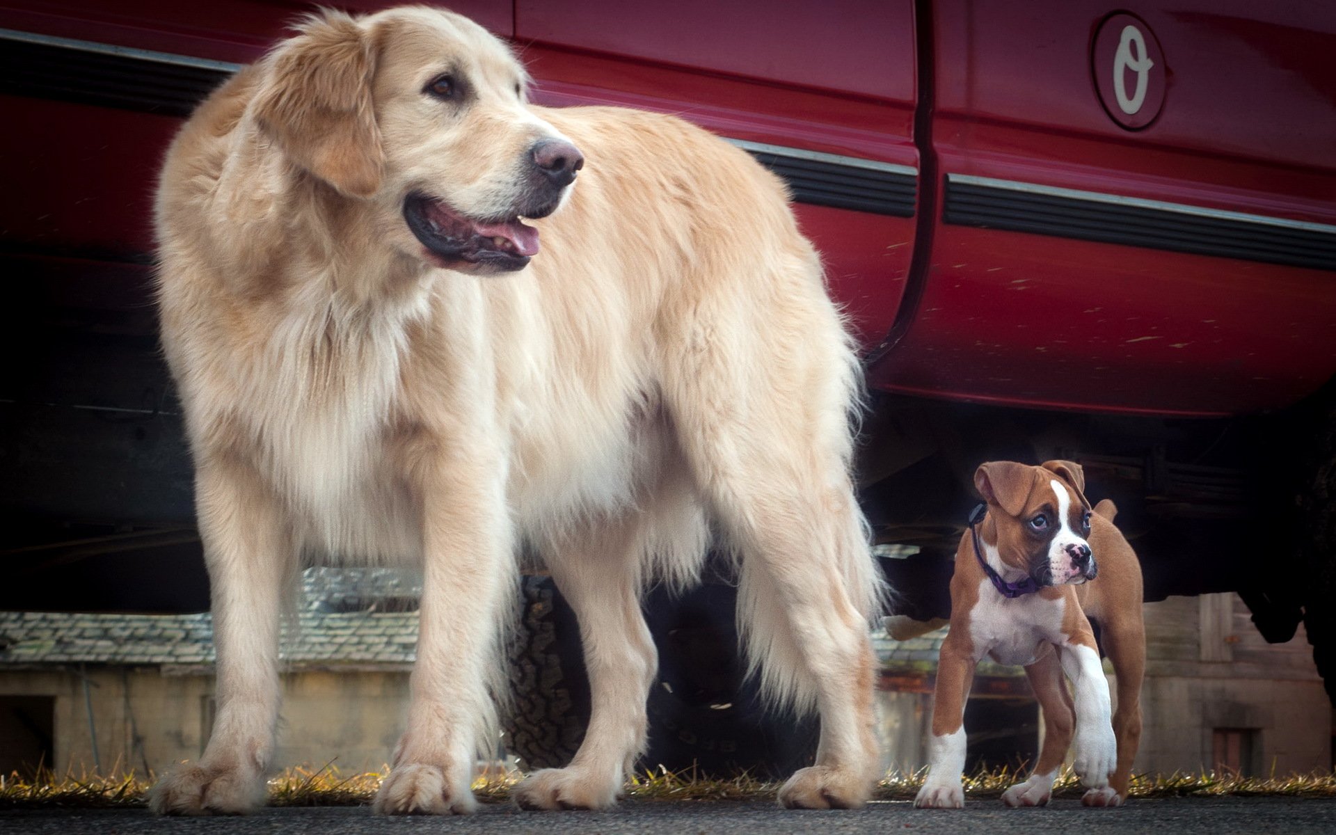 chiens amis fond