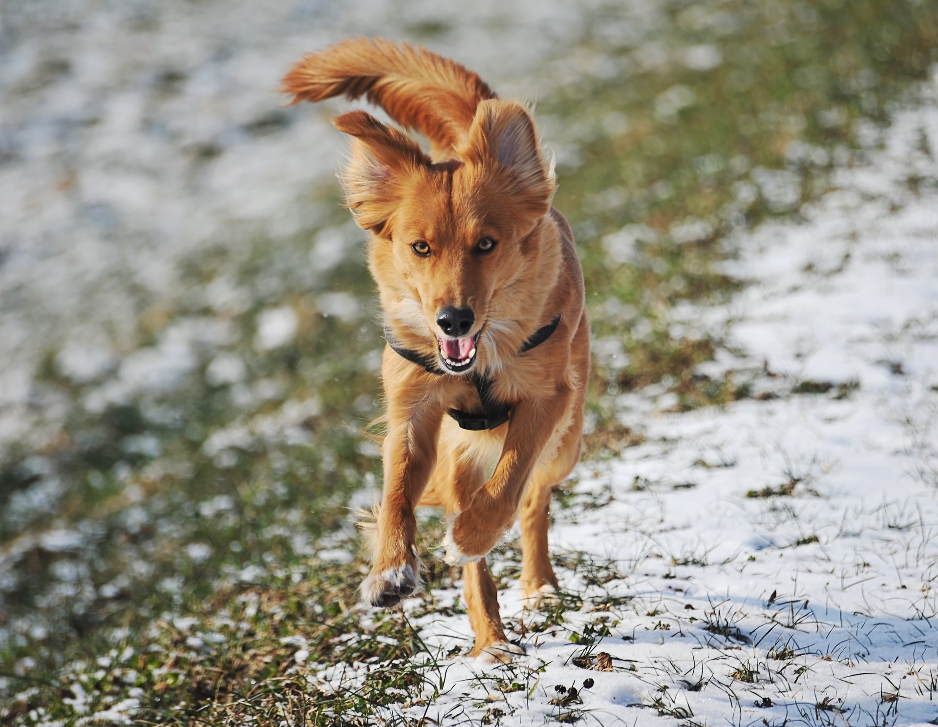 l animal vue courent herbe neige