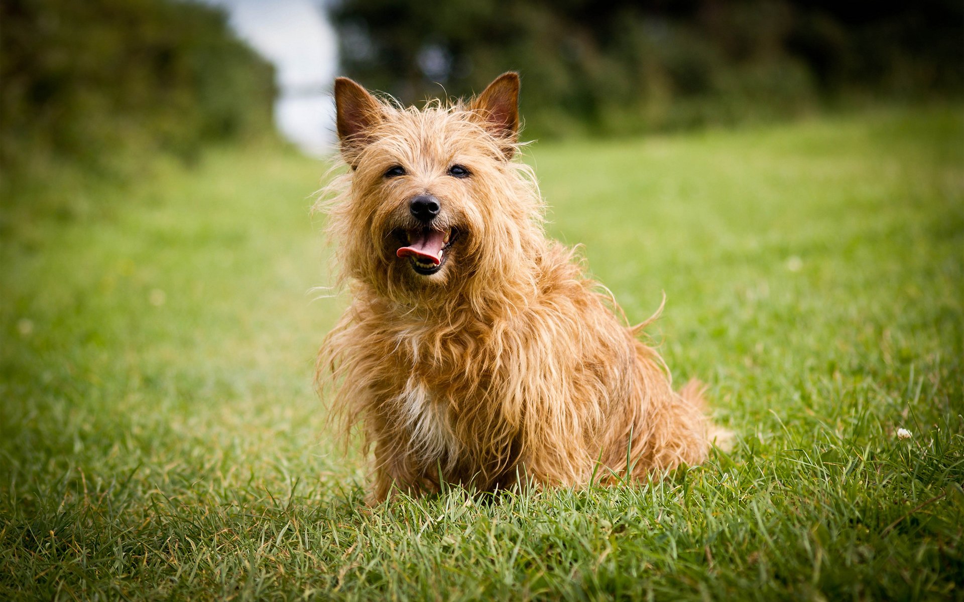 cane erba prato