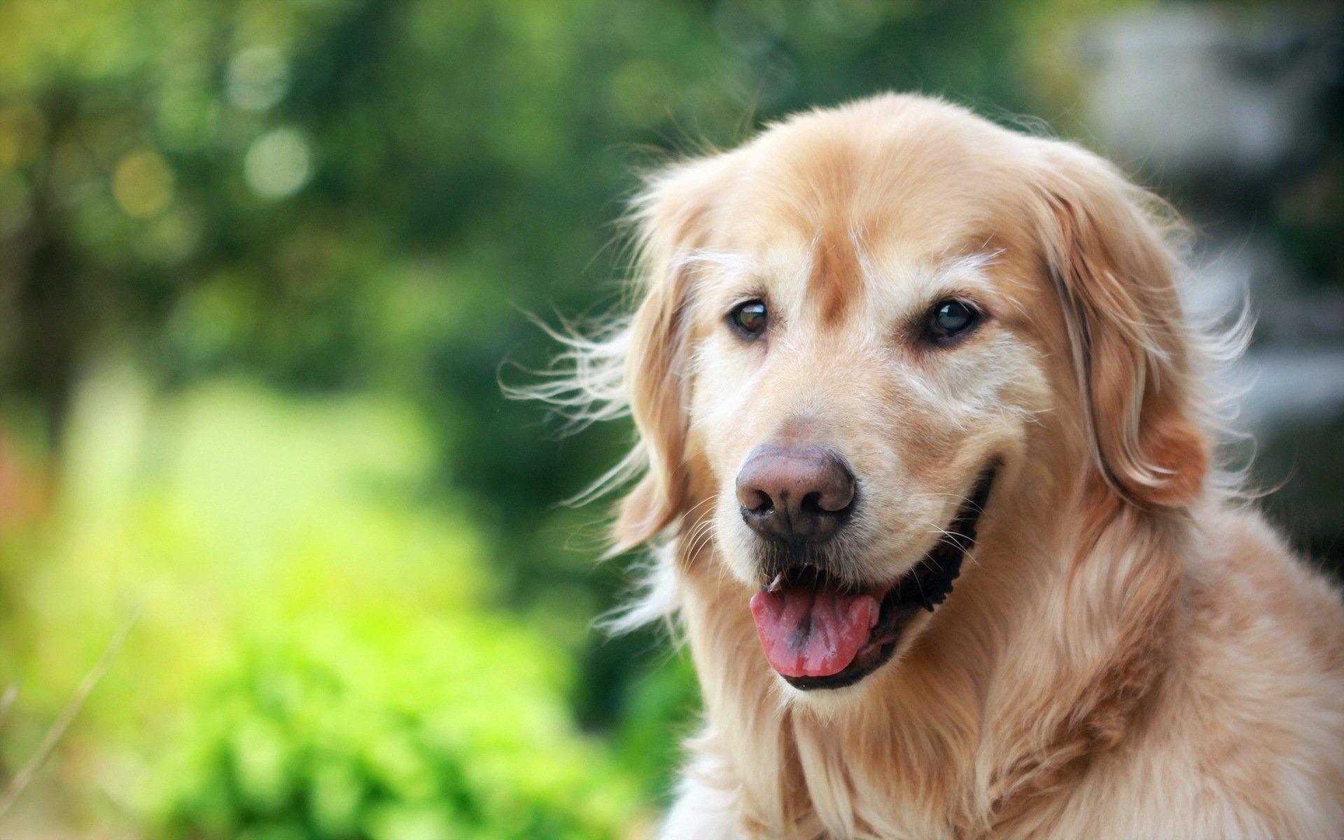 chien vue fond