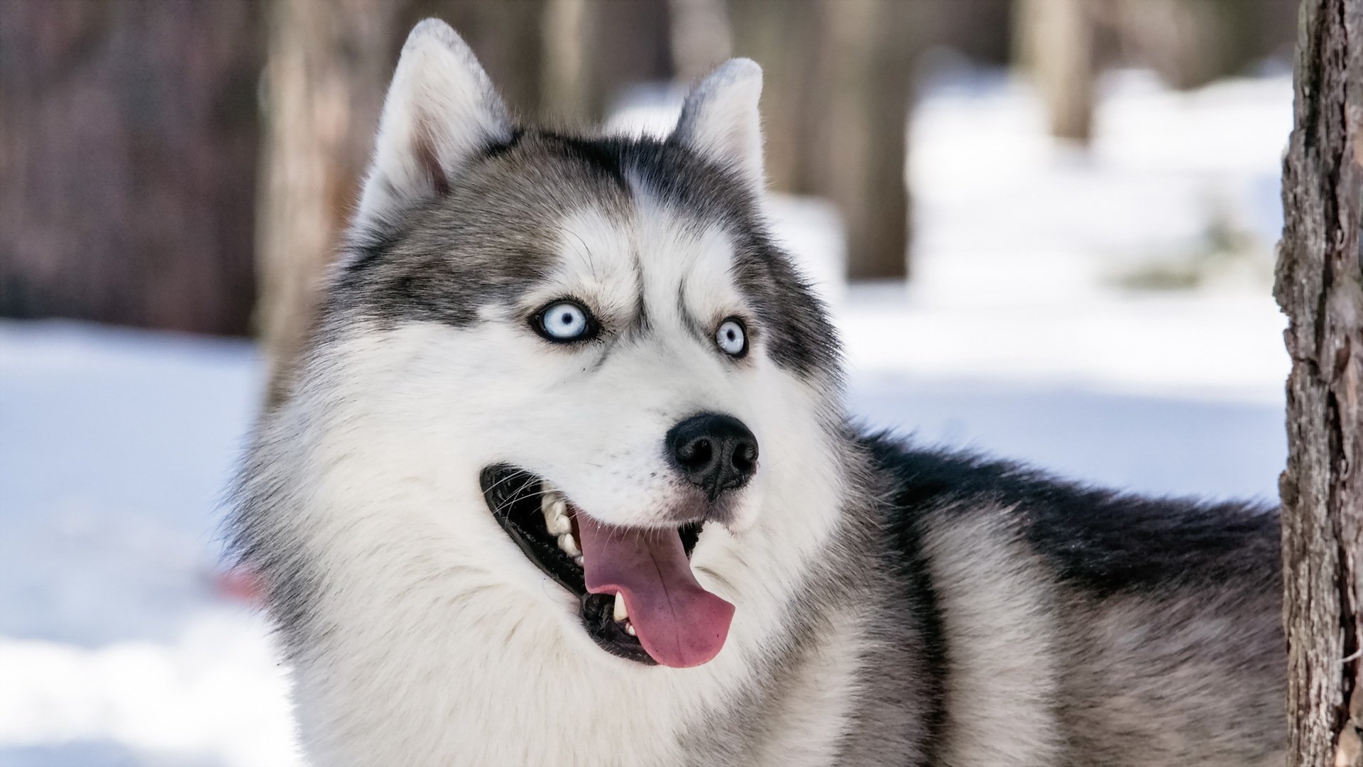 chien vue ami husky sibérien