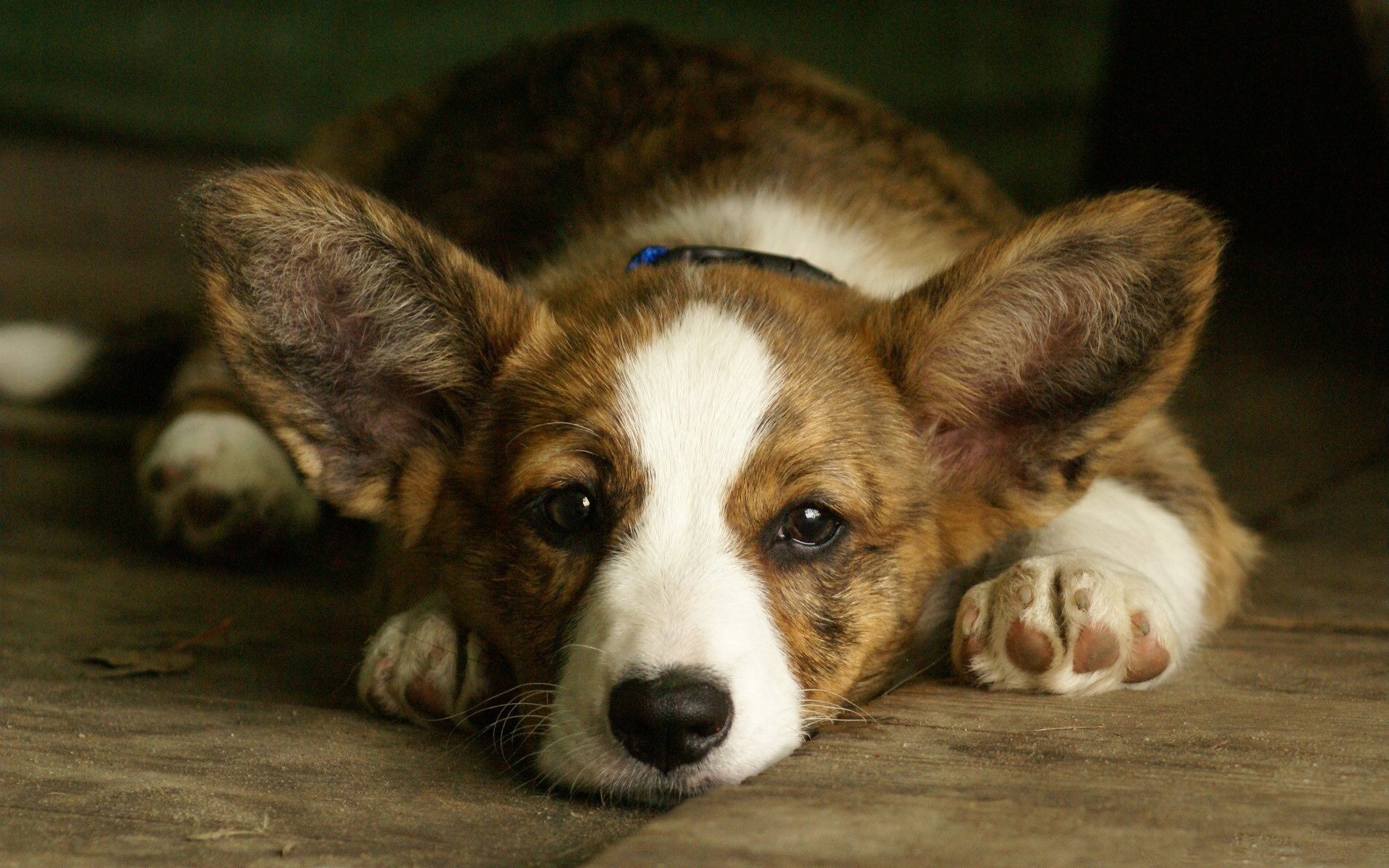 welsh corgi welsh corgi pies pysk uszy tło