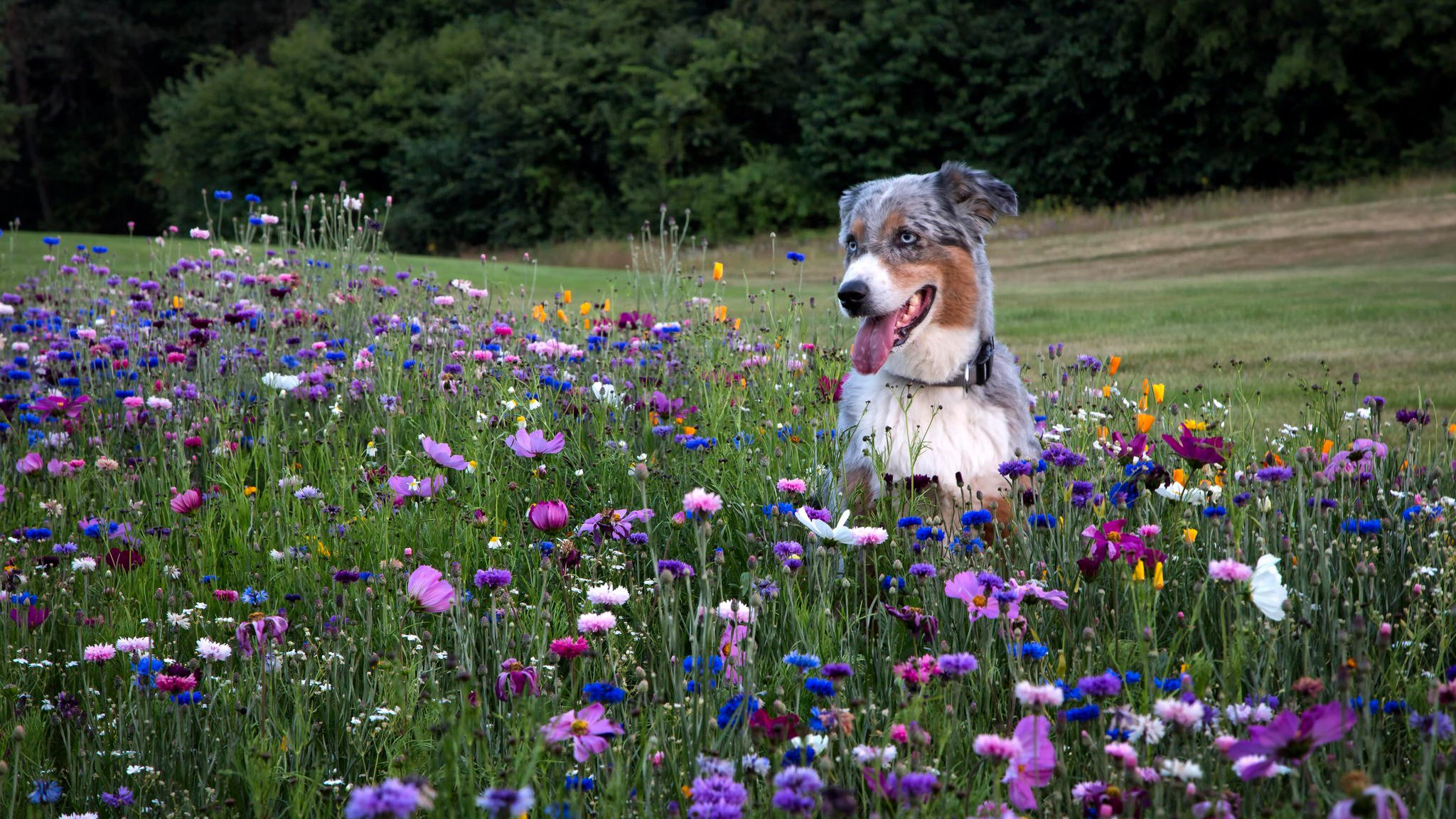 australischer schäferhund aussie freund blumen feld