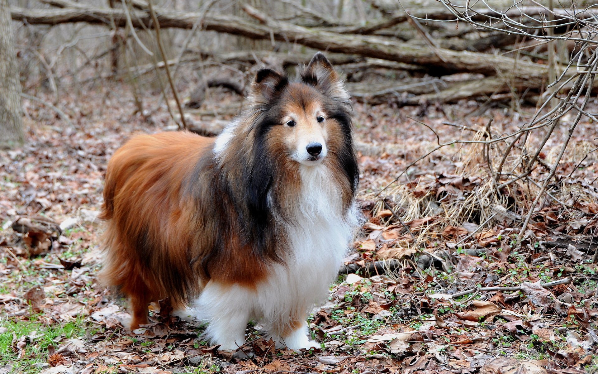 cane sguardo amico