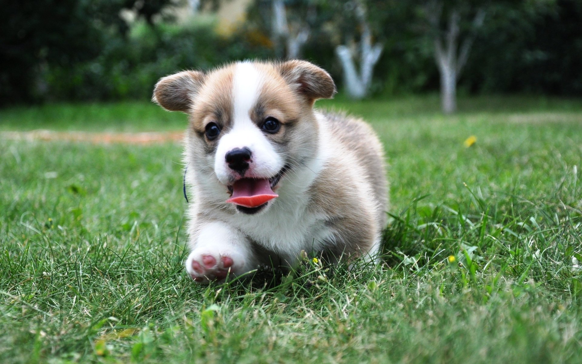 welsh corgi pembroke welsh corgi chien chiot langue herbe fond