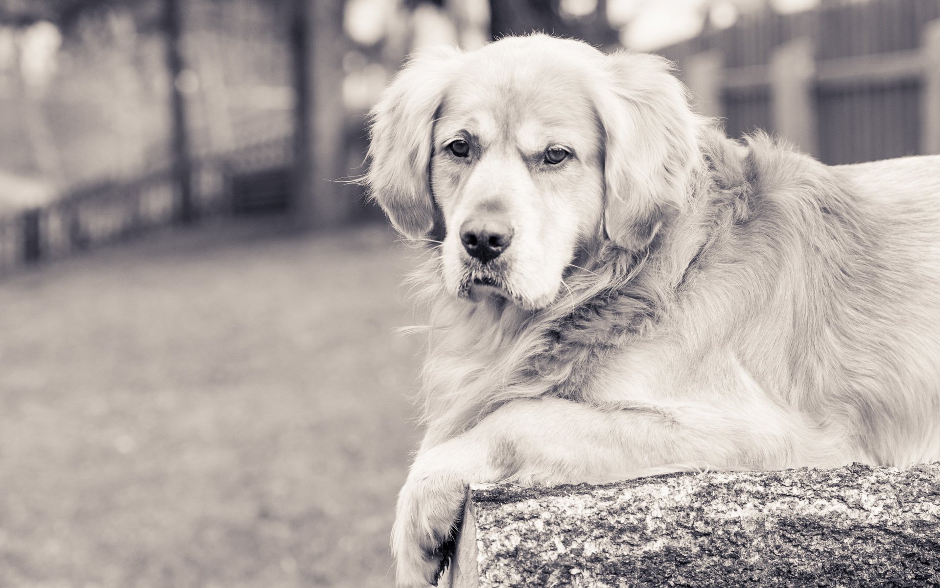 chien vue ami golden retriever