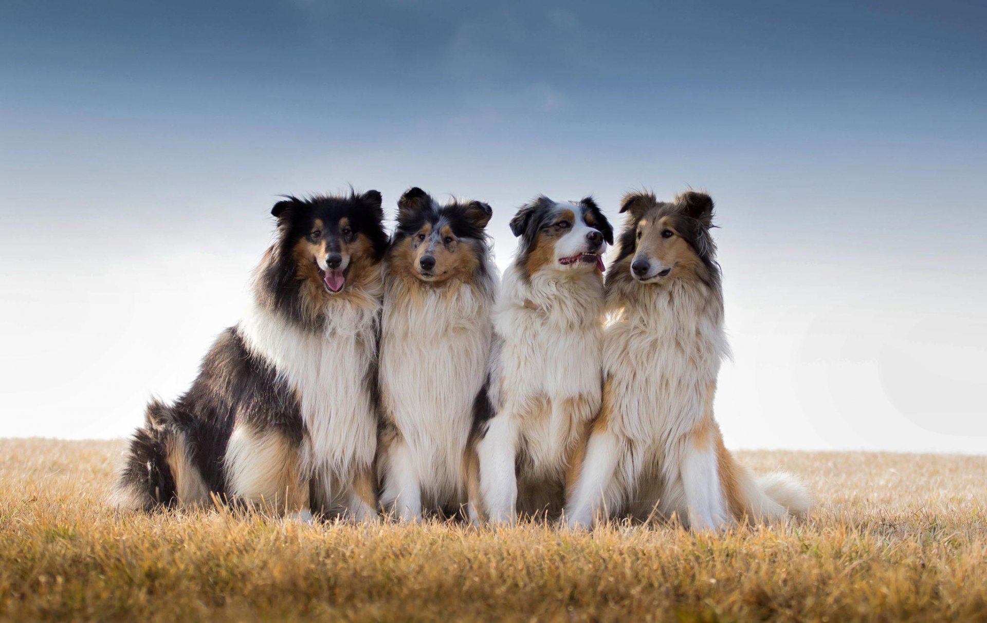 najlepsi przyjaciele owczarek australijski collie pole