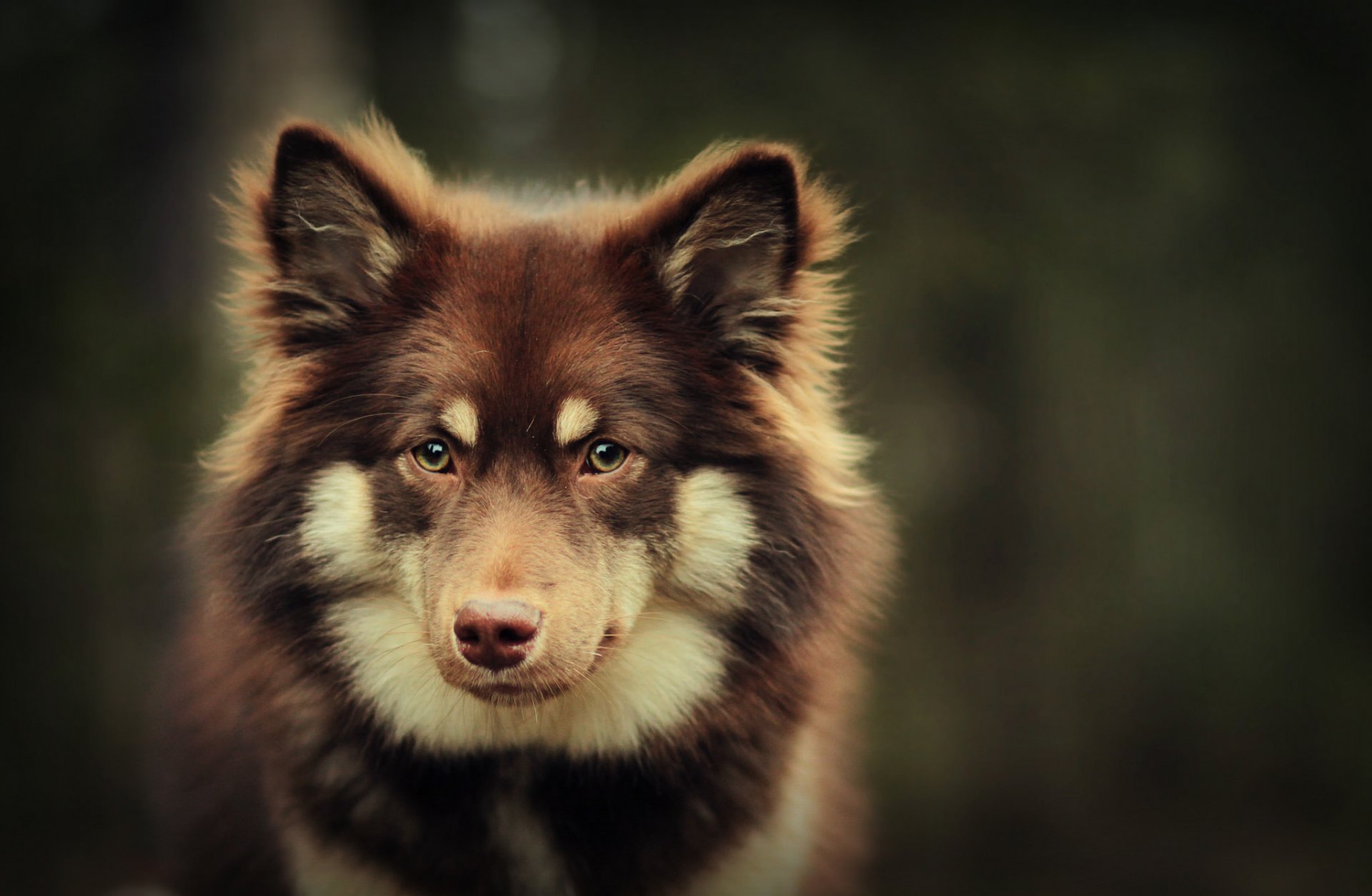 amigo mirada fondo bokeh