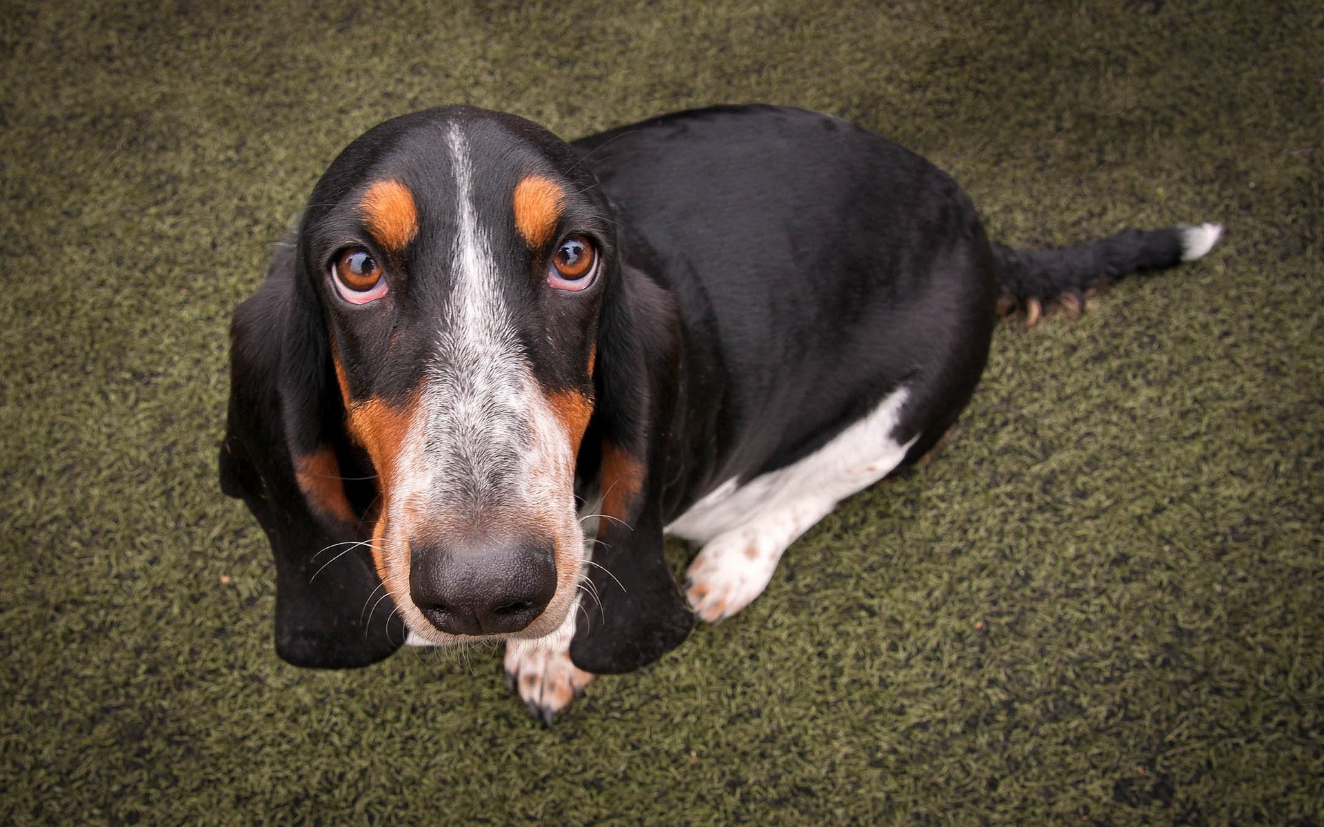 basset cane amico sguardo