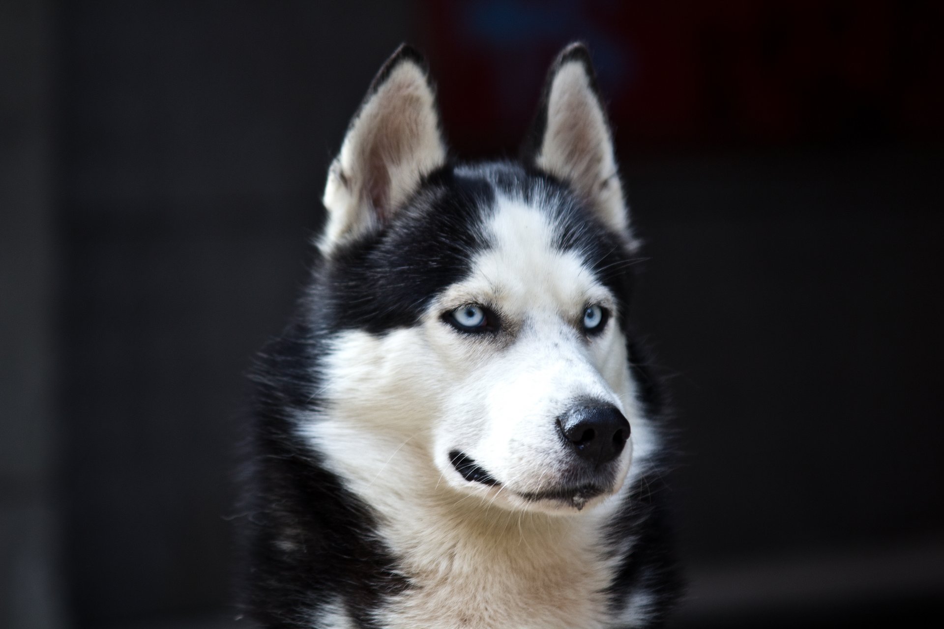 husky hund blaue augen gefahr weiß schwarz