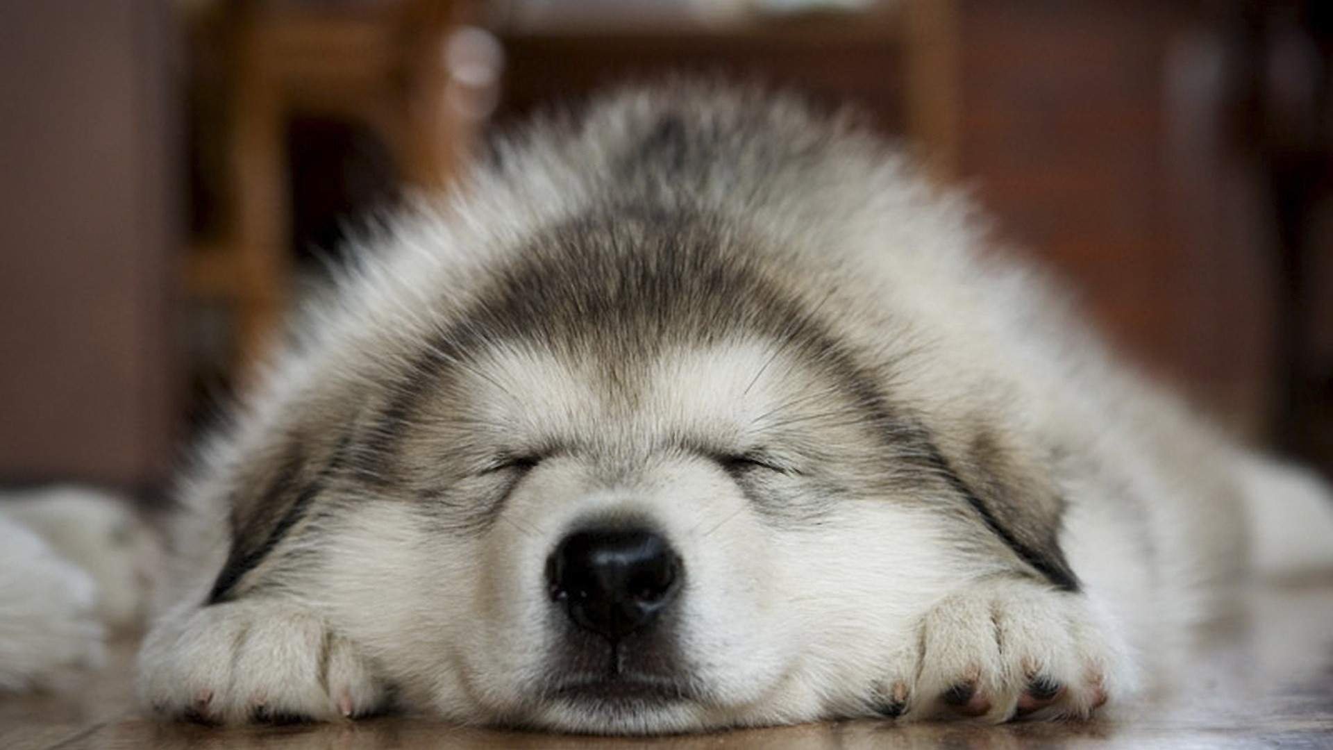 cane grigio peloso addormentato muso