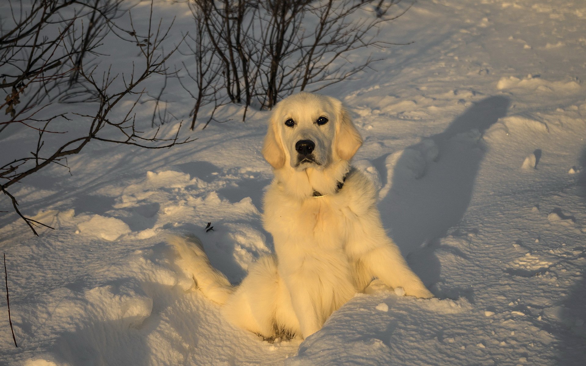 dog view other sunset light snow