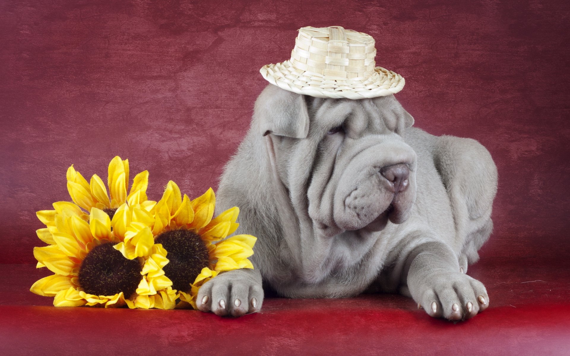 sharpei hund freund