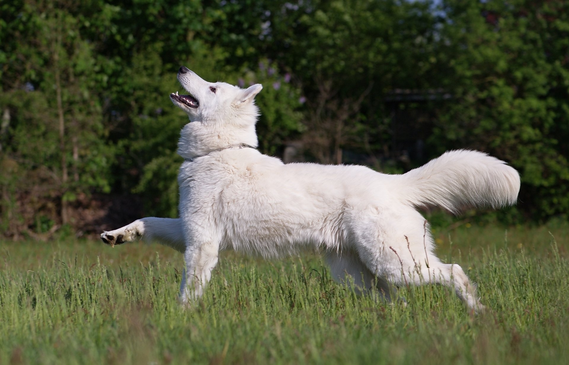 dog dog friend grass meadow forest