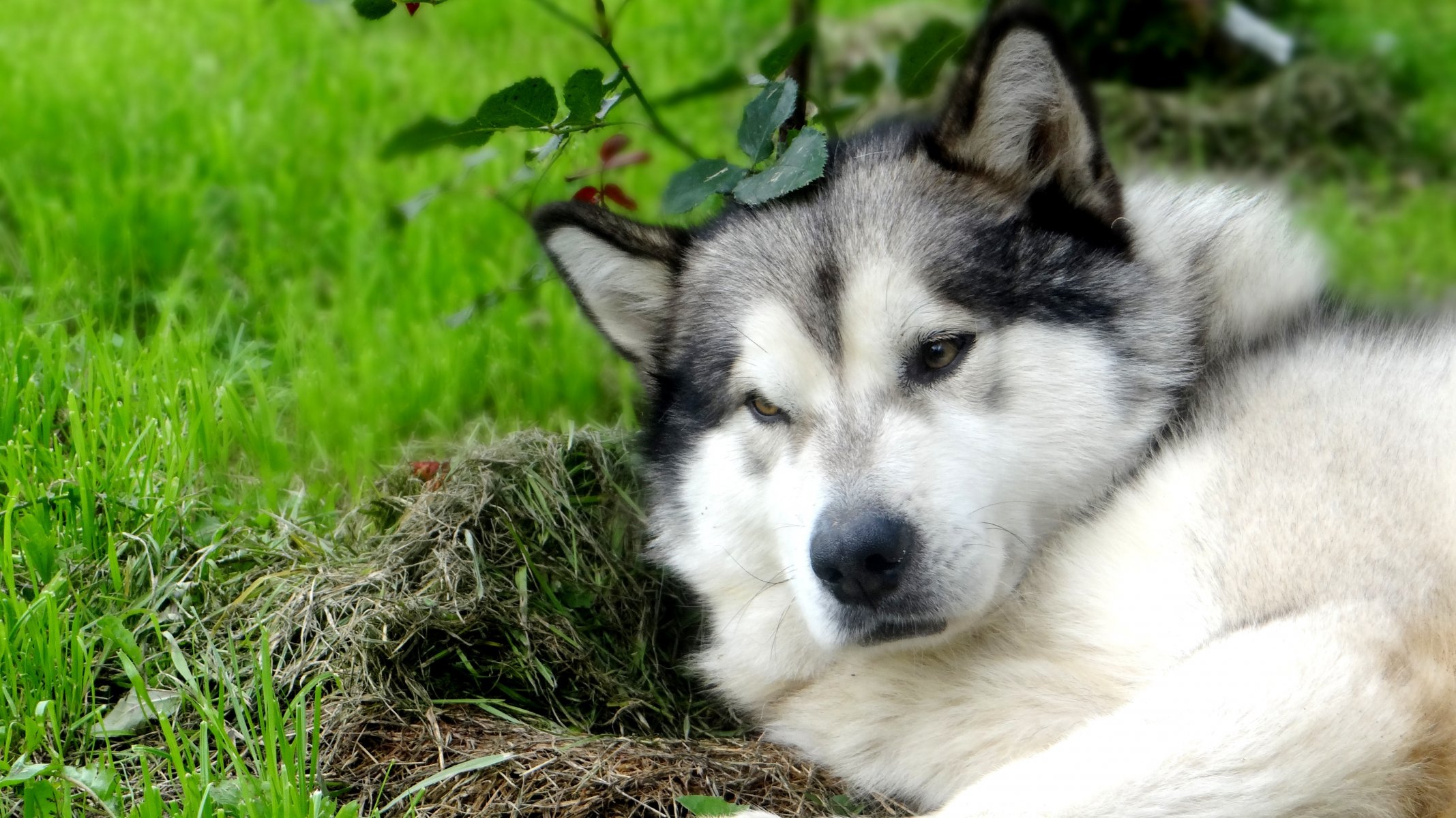 malamute d alaska richard balakhna nijni novgorod couleur de loup ami fond d écran vert