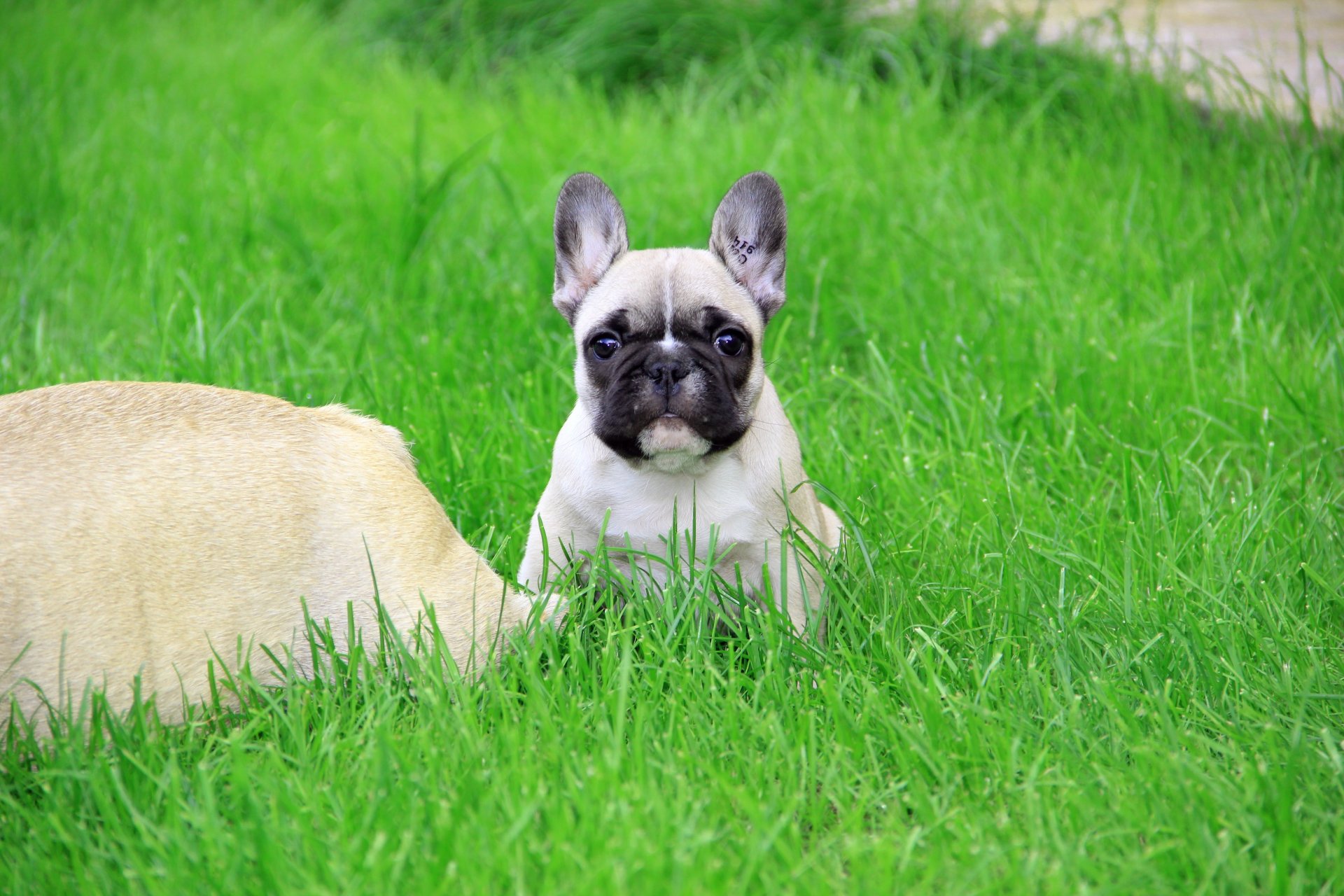 bulldog francés cachorro mirada estigma hierba