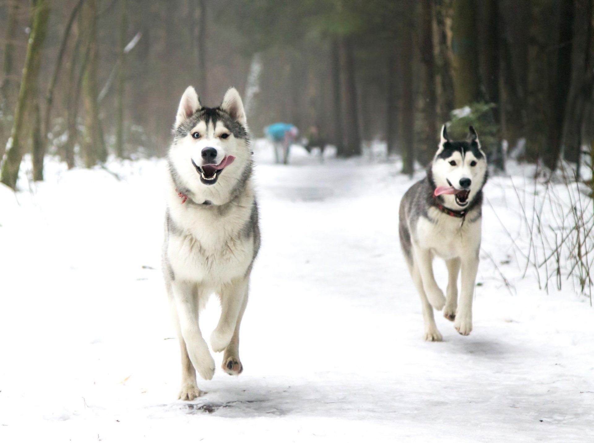 perros husky laika invierno nieve parque correr lengua