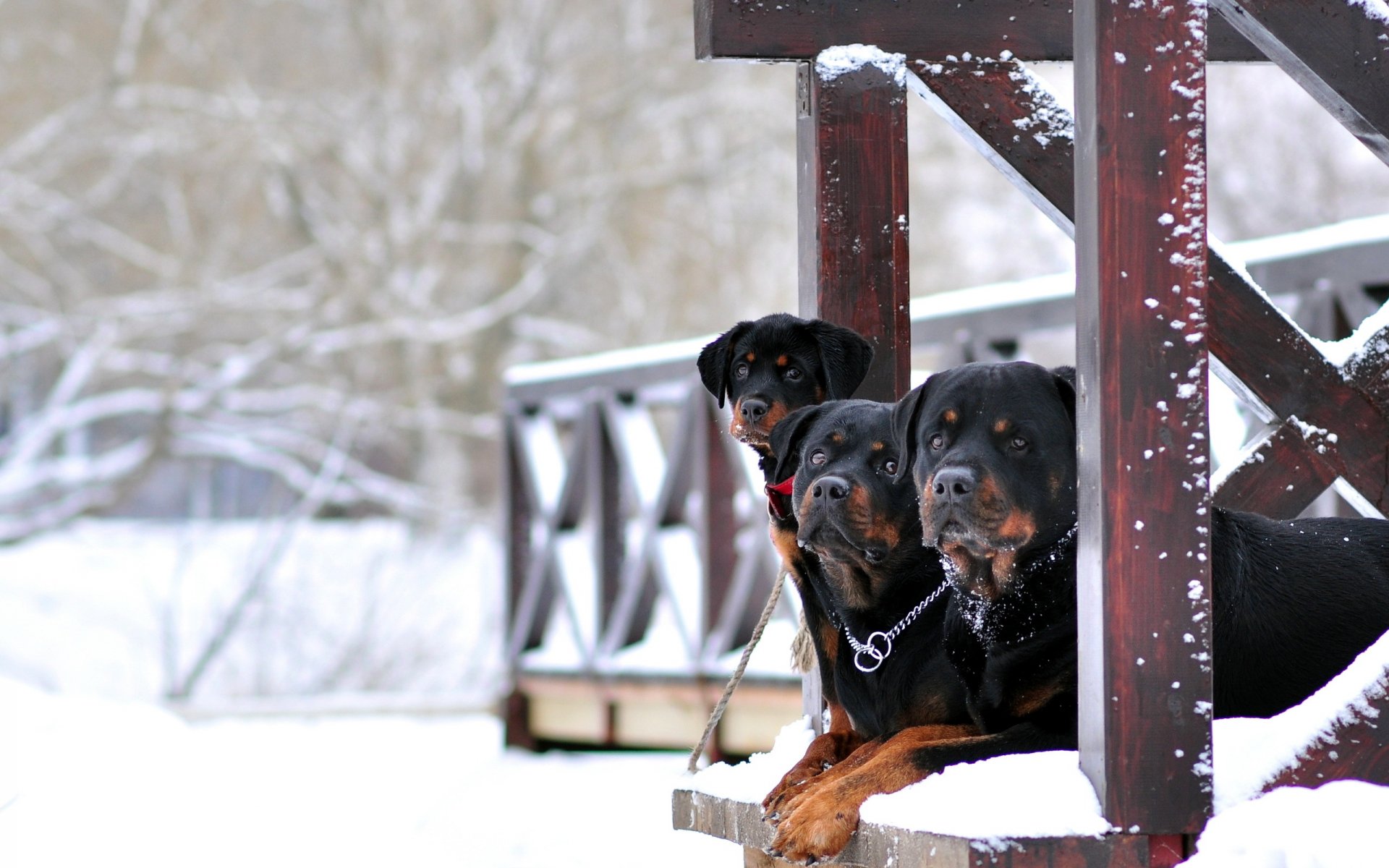 dog winter background