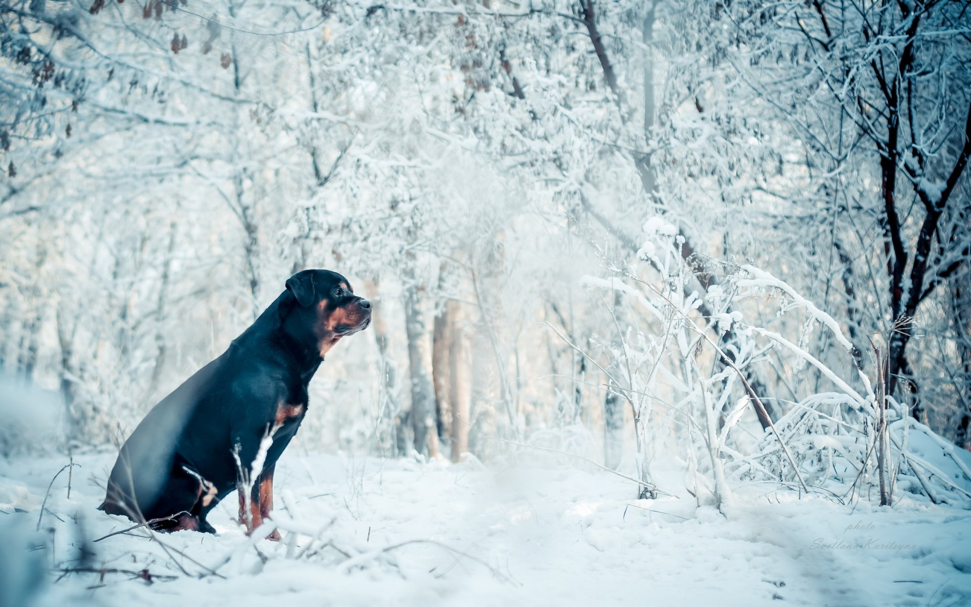 hund freund winter