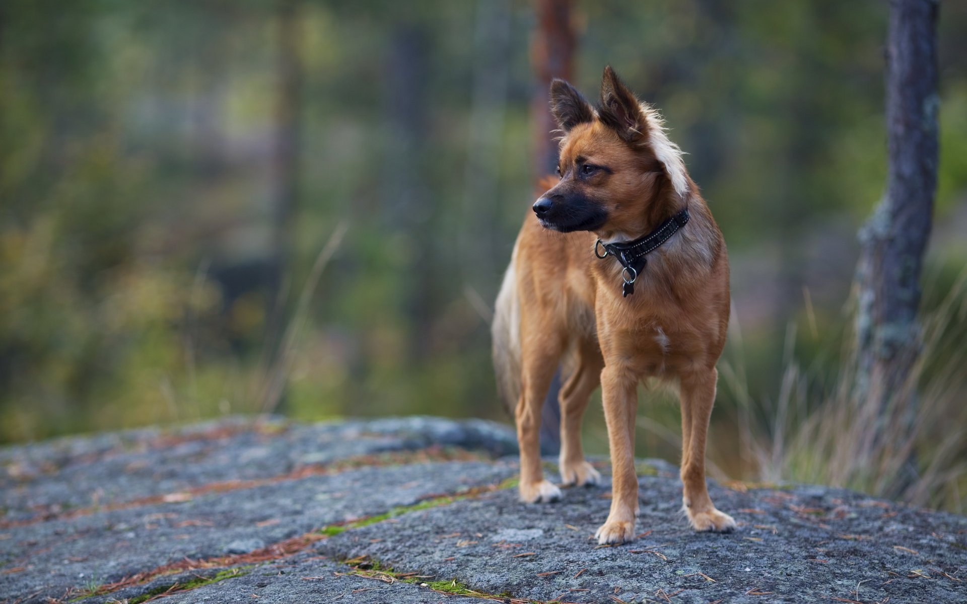 dog nature background