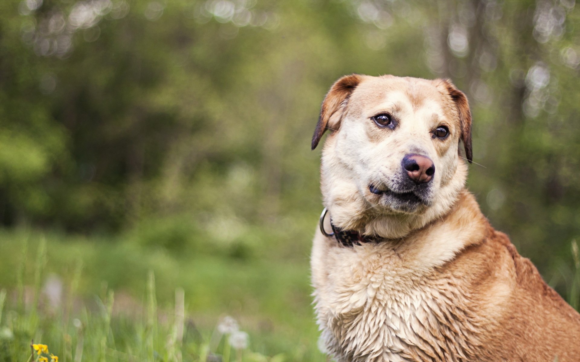 chien regard ami