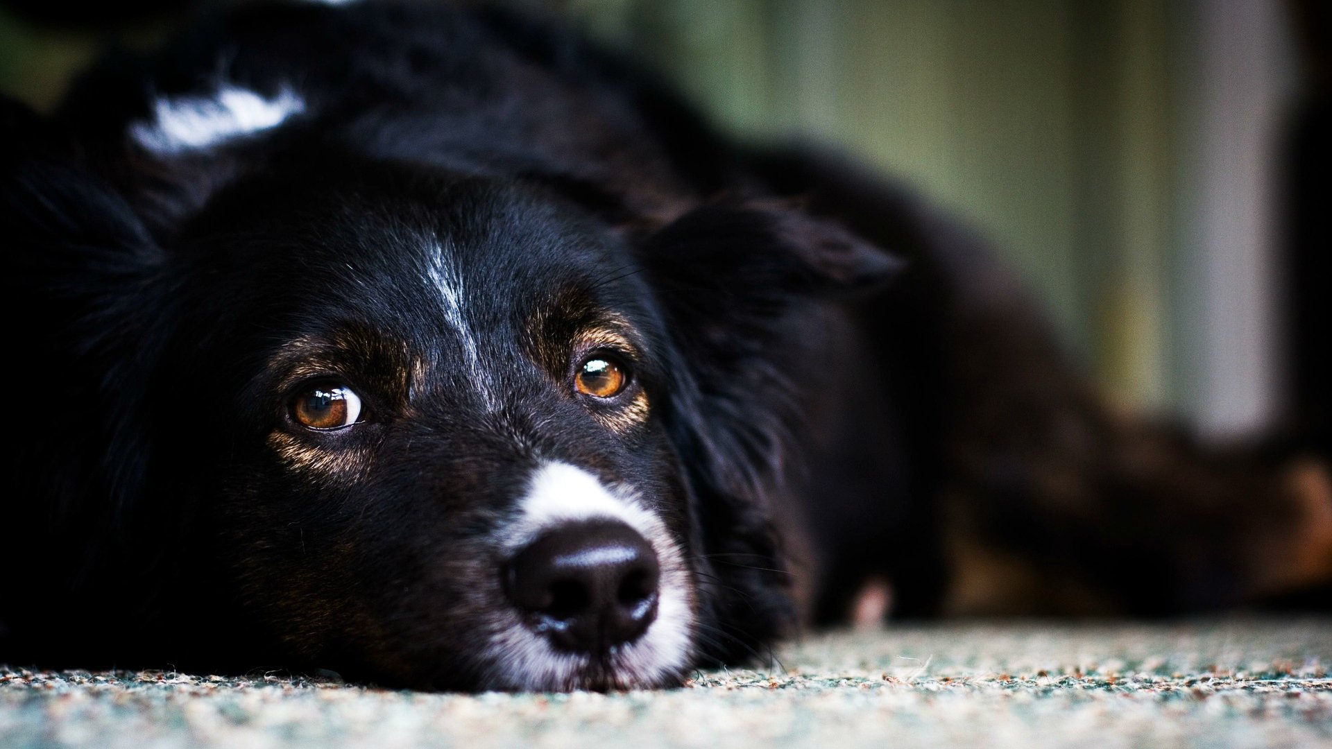 dog black view background