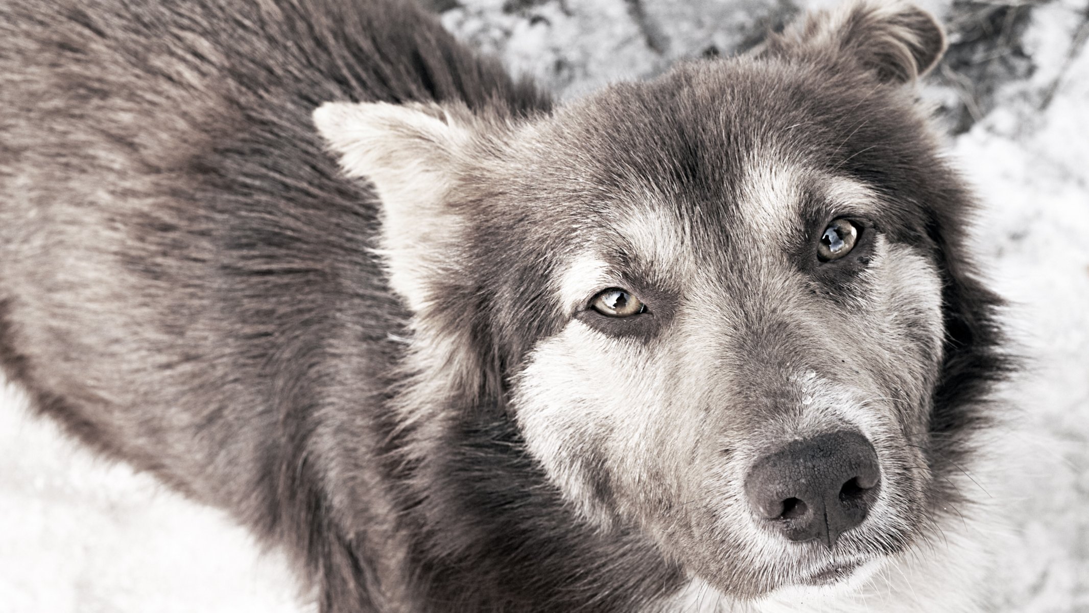 bw hund augen traurigkeit