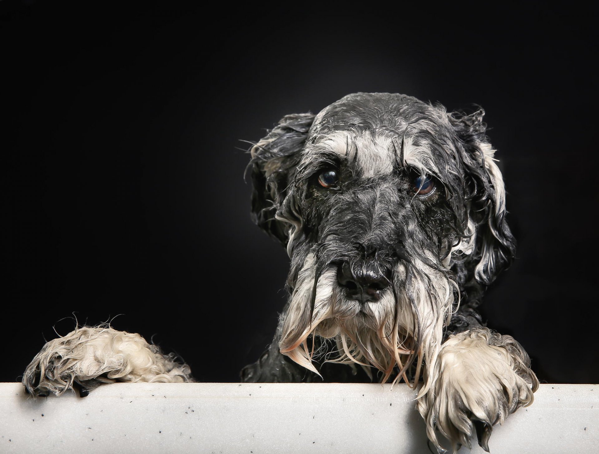 retrato mojado amigo baño mirada perro