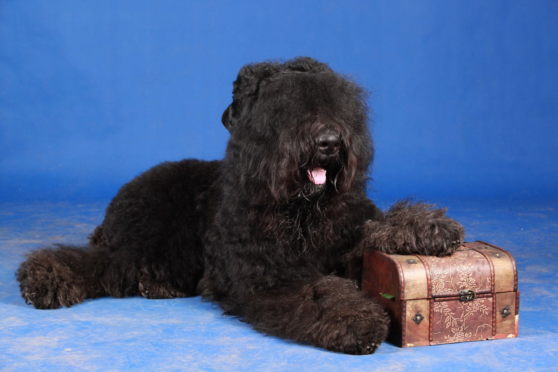 terrier noir russe image du kremlin chien fierté de la russie perle noire de la russie ours russe chernish