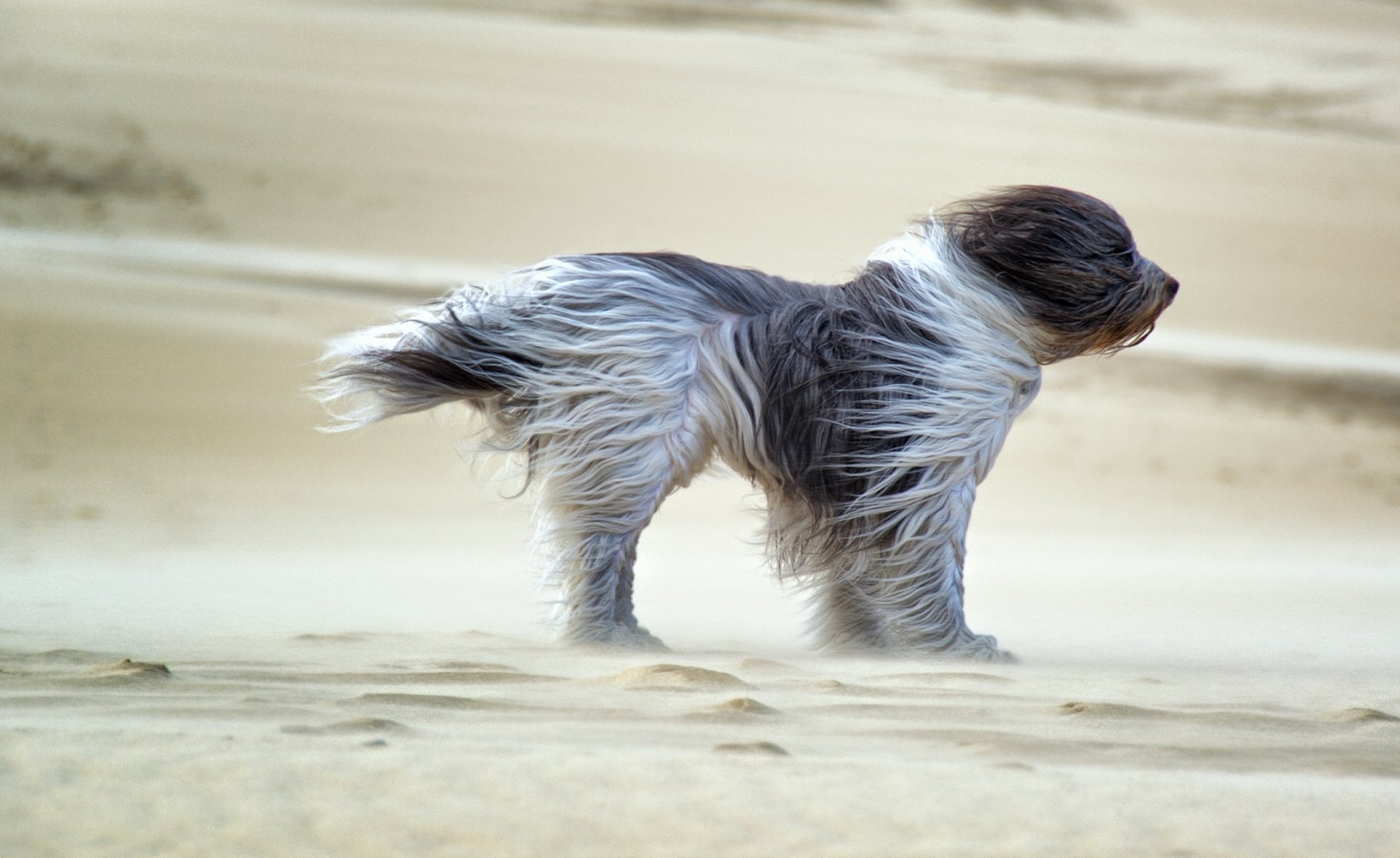 sand wind fell hund