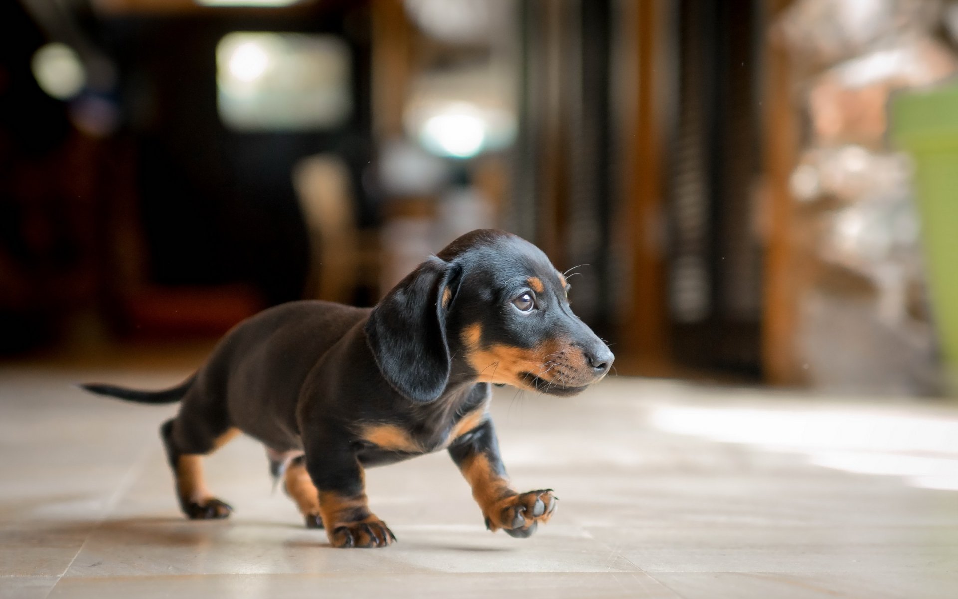 hund blick freund